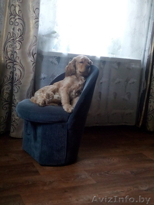  спаниель В дар #1490556