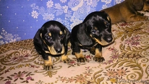 Щенки таксы стандартной  гладкошерстной #1491891