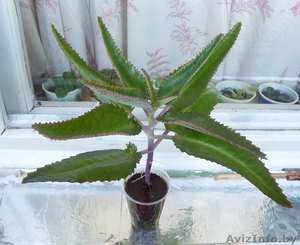 Каланхоэ лечебное #1487352