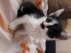 умный котёнок в ласковые руки #1486035