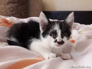 котёнок приучен к лотку #1486038