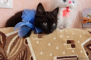 Котёнок Мишутка #1487094