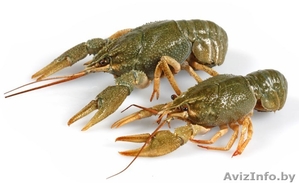 живые раки всегда свежие #1488414