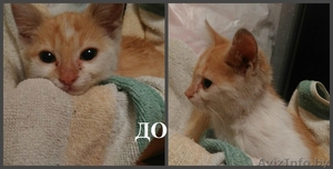 Говорят рыжие приносят счастье - это правда! #1489885