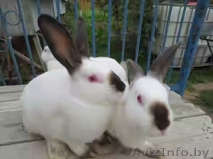 мясо кролика домашнее #1484587