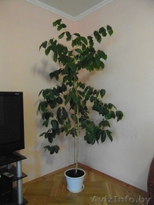 Кофейное дерево #1492553