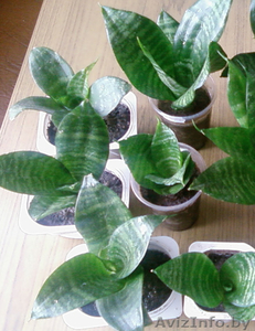 Сансевьера - Тёщин язык - Щучий хвост #1487358