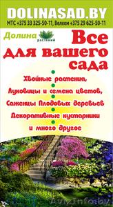 Хвойные и лиственные растения в Бресте из Питомника. Гарантия. #1486398
