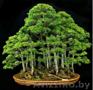 Лес на ладошке. 