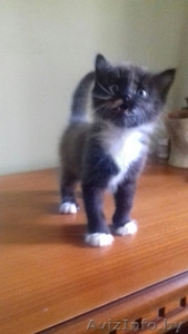 Дором Котята В добрые и ответственные руки #1489056