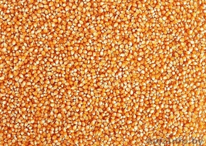 Кукуруза фуражная опт закупаем #1494965