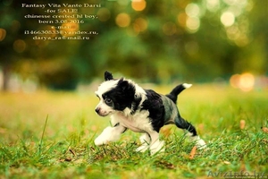 китайские хохлатые щенки #1498473