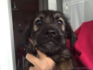 Щенки девочки в добрые руки в дар #1499624