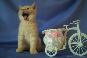 Британский котенок кремового окраса #1495139