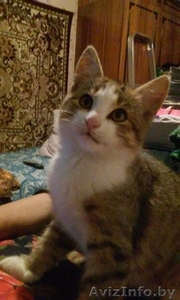 Очень красивый котенок в дар #1497039