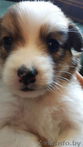 Эти глаза никогда не обманут. #1497603