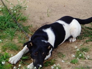 Щенки в подарок #1497606