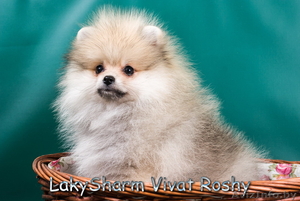 Лаки Шарм Виват Роши (померанский карликовый шпиц) #1495999