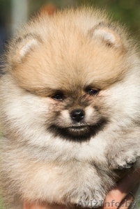 ЛАКИ ШАРМ ВЛАДА БЕЛИССИМА (померанский карликовый шпиц) #1496002