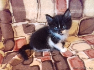 подарю прекрасных котят #1499308