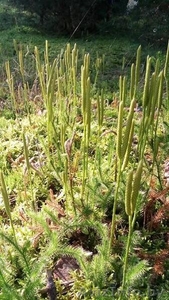 Ликоподий Дереза Присыпка для детей #1499025