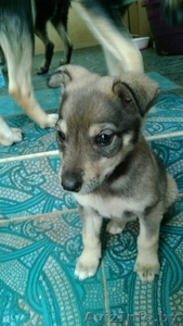 Пушистая крошка - 2 месяца. Вырастет маленькой собачкой #1502939