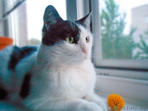 Кошка Мила,  1, 5 года. Стерилизована,  привита. #1497266