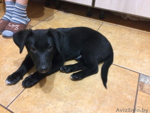 щенок с белой грудкой ищет своего хозина.легко тренеруем. в еде не привередлив. #1501144