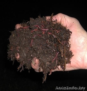Продам маточное поголовье красного калифорнийского червя #1503573