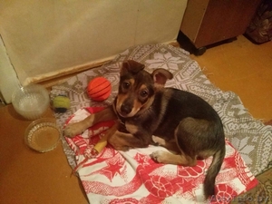 Маленькая Ладушка ищет дом #1493898