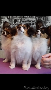 Щенки папильена #1500949