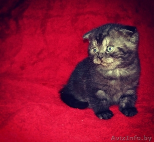 Шотландские вислоухие плюшевые котята #1495418