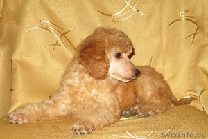 Щенок карликового пуделя #1503246