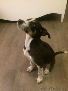 Лейла ищет дом! #1498916