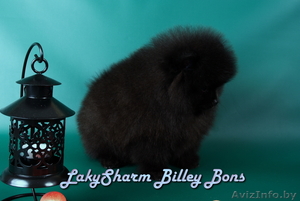 КРАСАВЕЦ - МАЛЬЧИК Лаки Шарм Билли Бонс (померанский карликовый шпиц) #1496006