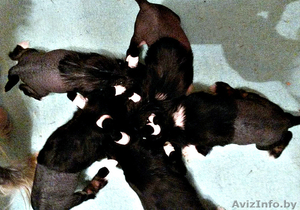 Ищут хозяев щеночки породы китайская хохлатая #1502830