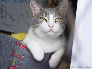 Ия - скромная кошечка в дар! #1496987