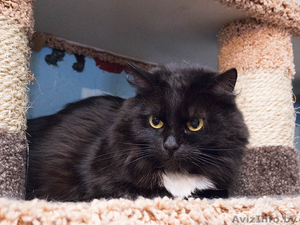 Софья - скромная пушистая кошка в дар #1501049