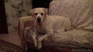 Cука породы лабрадор ретривер ищет нового хозяина #1497771