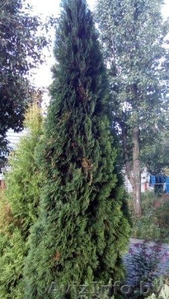 Саженцы (посадочный материал) декоративных растений в г. Минске #1493936