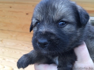 двухмесячные щенки в дар #1501517