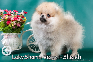 Лаки Шарм Вельвет-Шейх (померанский карликовый шпиц) #1496065
