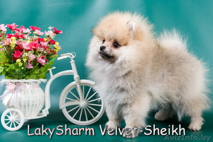 Породный мальчик померанского шпица от Лаки Шарм #1496066