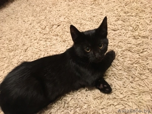 Замечательный котенок. Тепло и радость в Ваш дом. #1506621