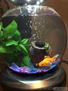 Дизайнерский Аквариум с водопадом и рыбкой в подарок. #1510968