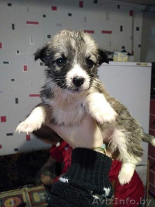 Друг для пенсионера (щеночки от маленькой собачки) #1513320