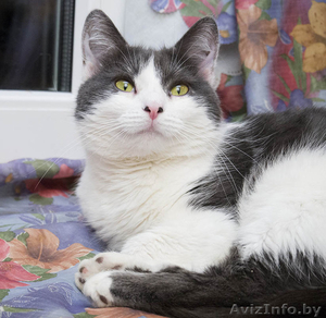 Шуня - плюшевая кошка в дар! #1505014