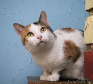Динка - миниатюрная трехцветная кошечка в дар! #1508995