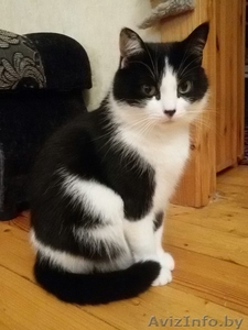 Кошечка Маруся в добрые руки! #1511194