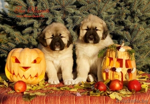 Щенки кавказцы из питомника #1506229